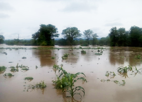 flooded_fields
